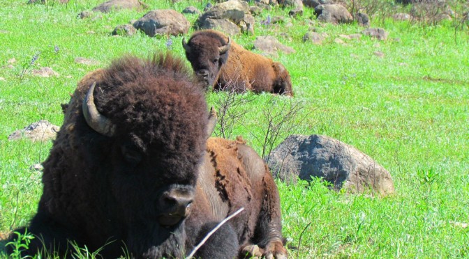 Oklahoma, land where the buffalo roam…