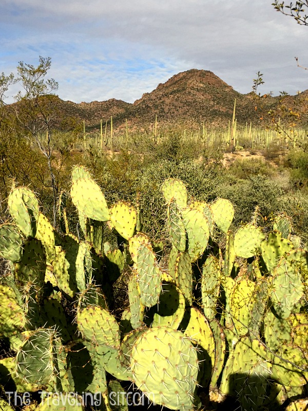 saguaro-national-park4